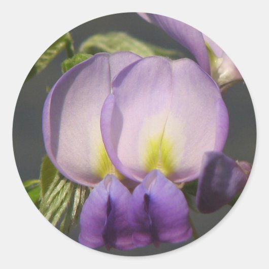 Sticker Rond Wisteria violette de gros plan (Devant)