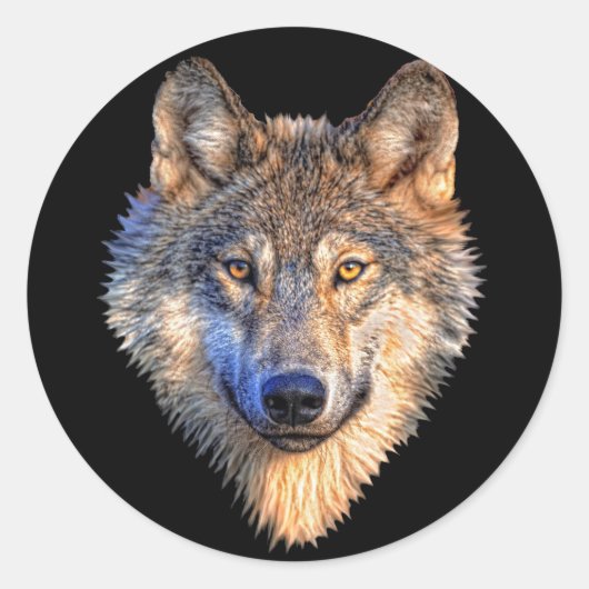Sticker Rond Wolf attentif (Devant)