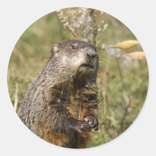 Sticker Rond Woodchuck (Devant)