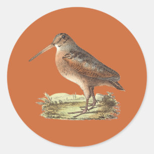 Sticker Rond Woodcock américain	(mineur de Rusticola)