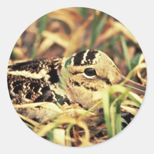 Sticker Rond Woodcock sur le nid