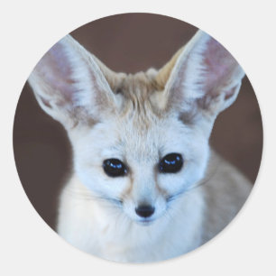 Sticker Rond Worlest Cutest Fennec Fox