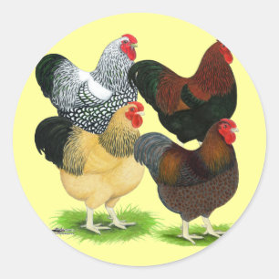 Sticker Rond Wyandotte : Assortiment de coq