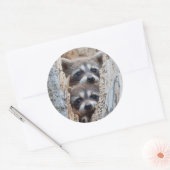 Sticker Rond Wyoming, Lincoln County, Raccoon (Enveloppe)