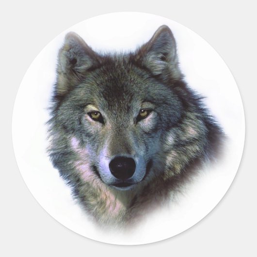 Sticker Rond Yeux de loup gris (Devant)