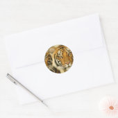 Sticker Rond Yeux de tigre (Enveloppe)
