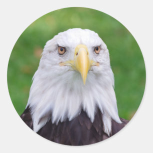 Sticker Rond Yeux d'un aigle