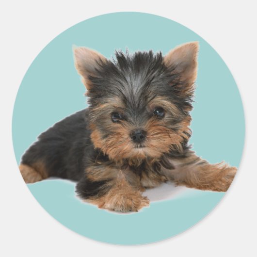 Sticker Rond Yorkie Pup (Devant)