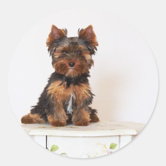 Sticker Rond Yorkshire Terrier (Devant)
