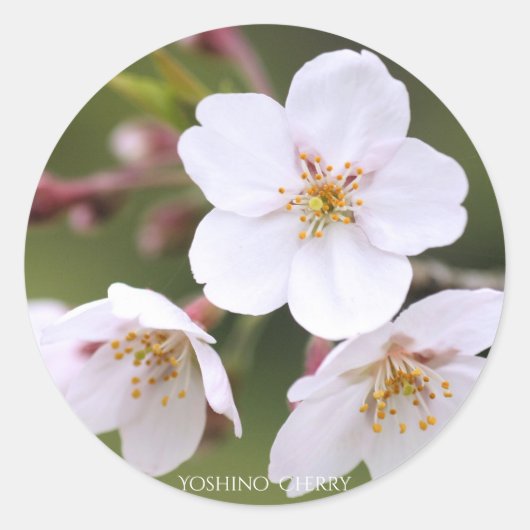 Sticker Rond Yoshino Cherry:Seal (Devant)
