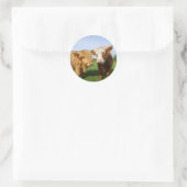 Sticker Rond Young Highland Cows (Sac)
