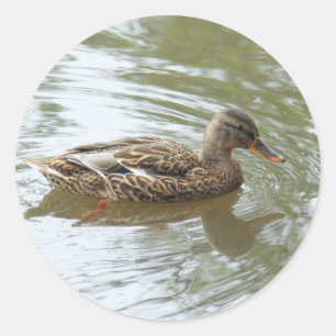 Sticker Rond Young Mallard Duck - Roath Park Lake, Cardiff, Roy