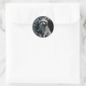 Sticker Rond Young Raccoon (Sac)