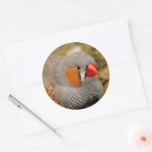 Sticker Rond Zebra Finch sur les rochers (Enveloppe)