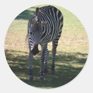 Sticker Rond Zèbre