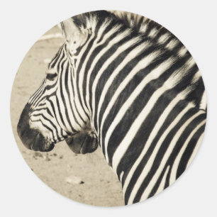 Sticker Rond Zèbre