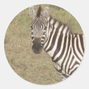 Sticker Rond Zèbre africain