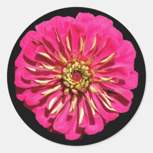 Sticker Rond 'Zinnée rose chaud'