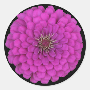 Sticker Rond Zinnia