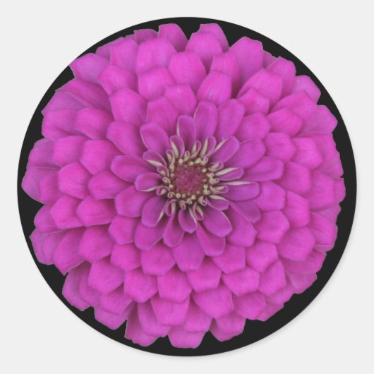 Sticker Rond Zinnia (Devant)