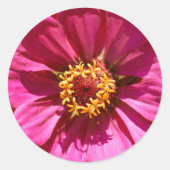 Sticker Rond Zinnia Elegans rose (Devant)