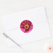 Sticker Rond Zinnia Elegans rose (Enveloppe)