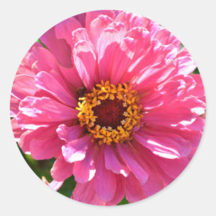 Sticker Rond Zinnia rose