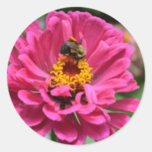 Sticker Rond Zinnia rose et bourdon