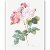 Sticker Rosa Damascena (Recto)