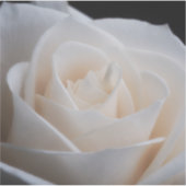 Sticker rose blanche (Devant)