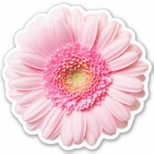 Sticker Rose Daisy (Devant)