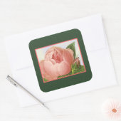 Sticker Rose de chou rose botanique (Enveloppe)