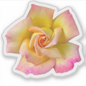 Sticker Rose de la paix rose-spirale (Devant)