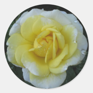 Sticker rose jaune