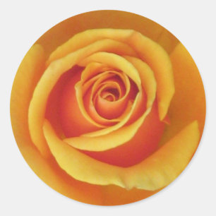 Sticker rose jaune