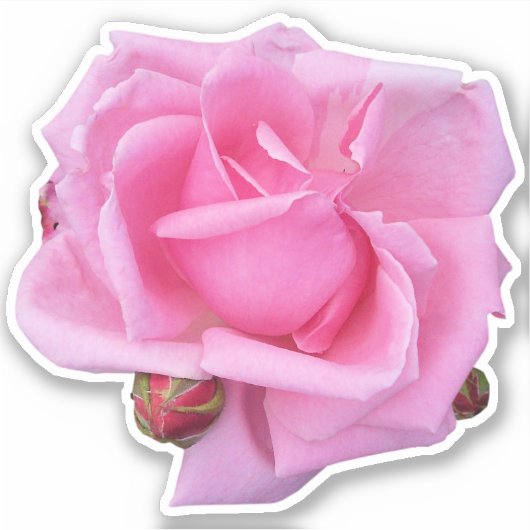 Sticker Rose rose (Devant)