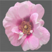 Sticker Rose rose avec Purple Heart - peinture à l'huile (Devant)