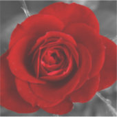 Sticker Rose rouge (Devant)