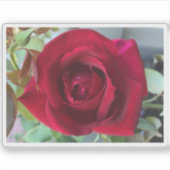 Sticker Rose Rouge Macro (Devant)