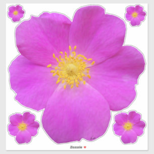 Sticker Rose sauvage 2