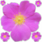 Sticker Rose sauvage 2 (Devant)