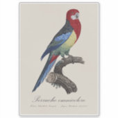 Sticker Rosella orientale ou Perruche à tête pâle Platycer (Devant)
