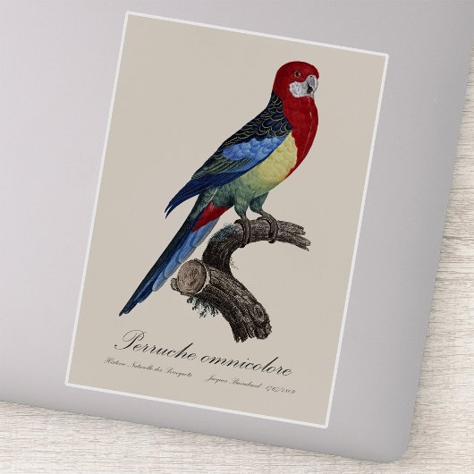 Sticker Rosella orientale ou Perruche à tête pâle Platycer