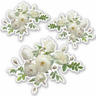 Sticker Roses blanches sur une succursale