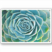 Sticker Rosette d'Echeveria, Jardin Secret de Marrakech (Devant)
