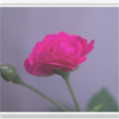Sticker Rosier de jardin rose (Devant)