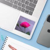 Sticker Rosier de jardin rose (Ordinateur portable avec iPhone)