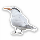 Sticker Royal Tern (Recto)
