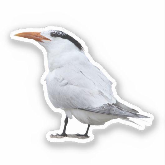 Sticker Royal Tern (Recto)