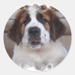 Sticker Saint Bernard